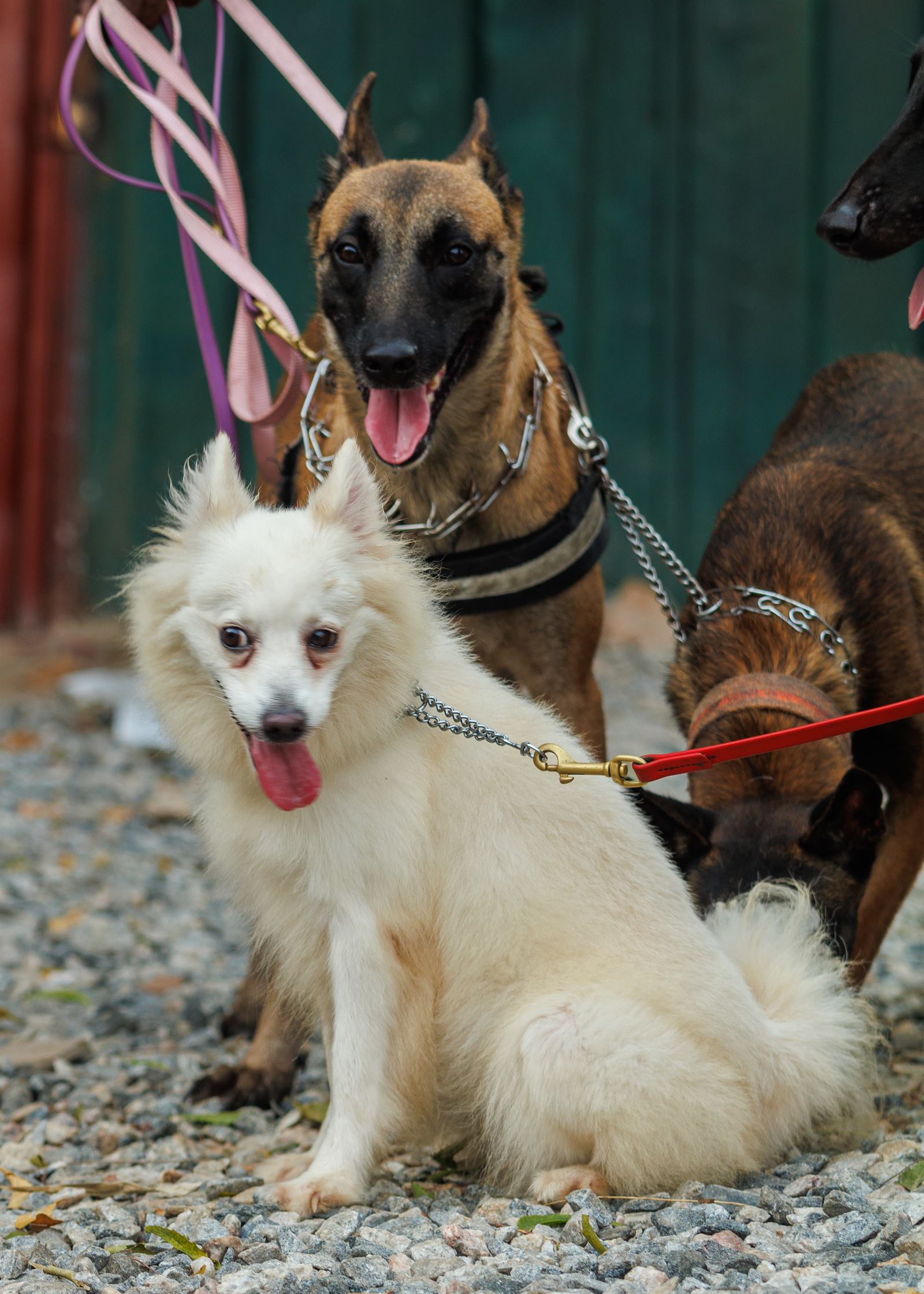 AAK Pet Shop gallery photo 3