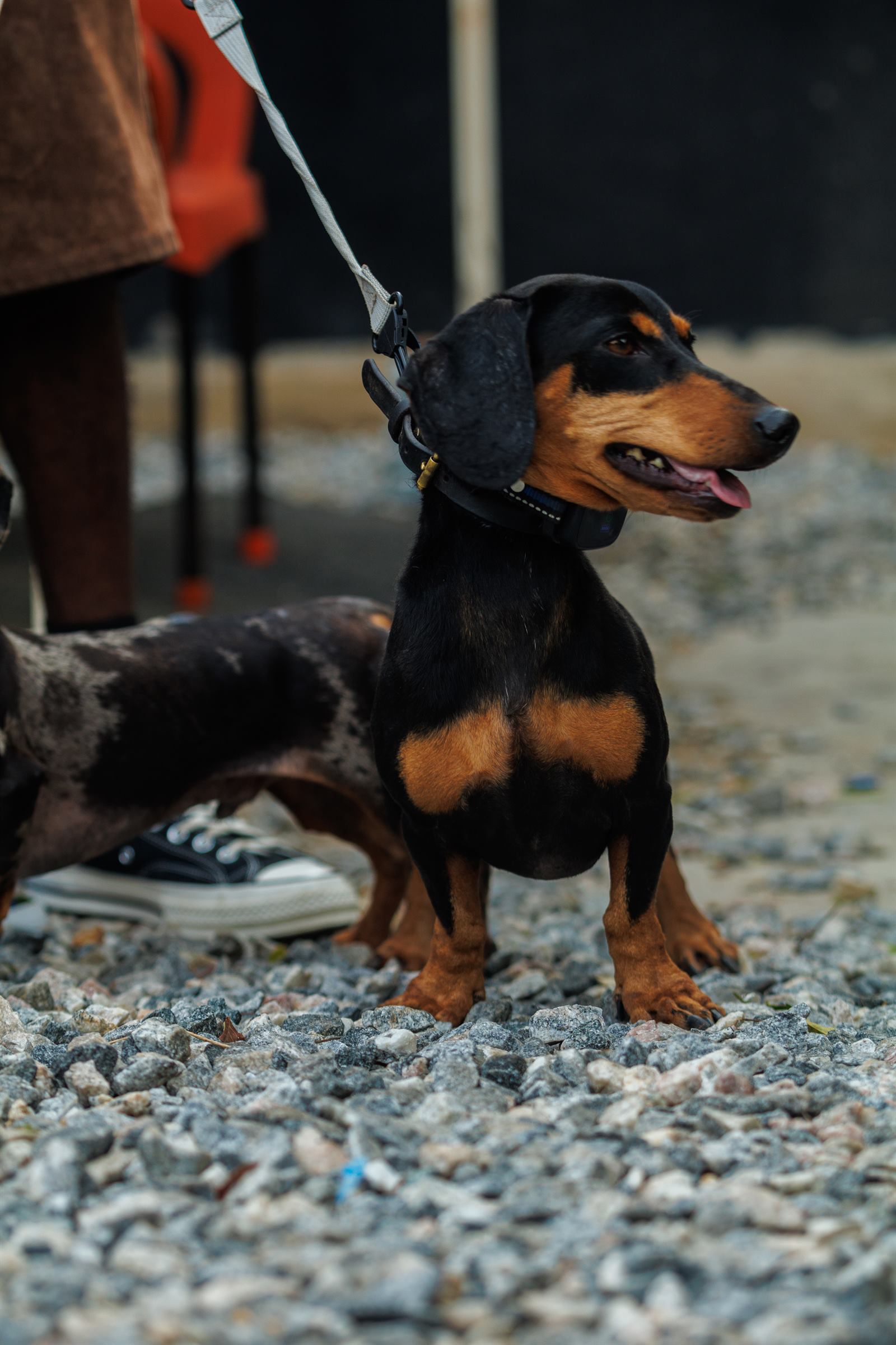 AAK Pet Shop gallery photo 11
