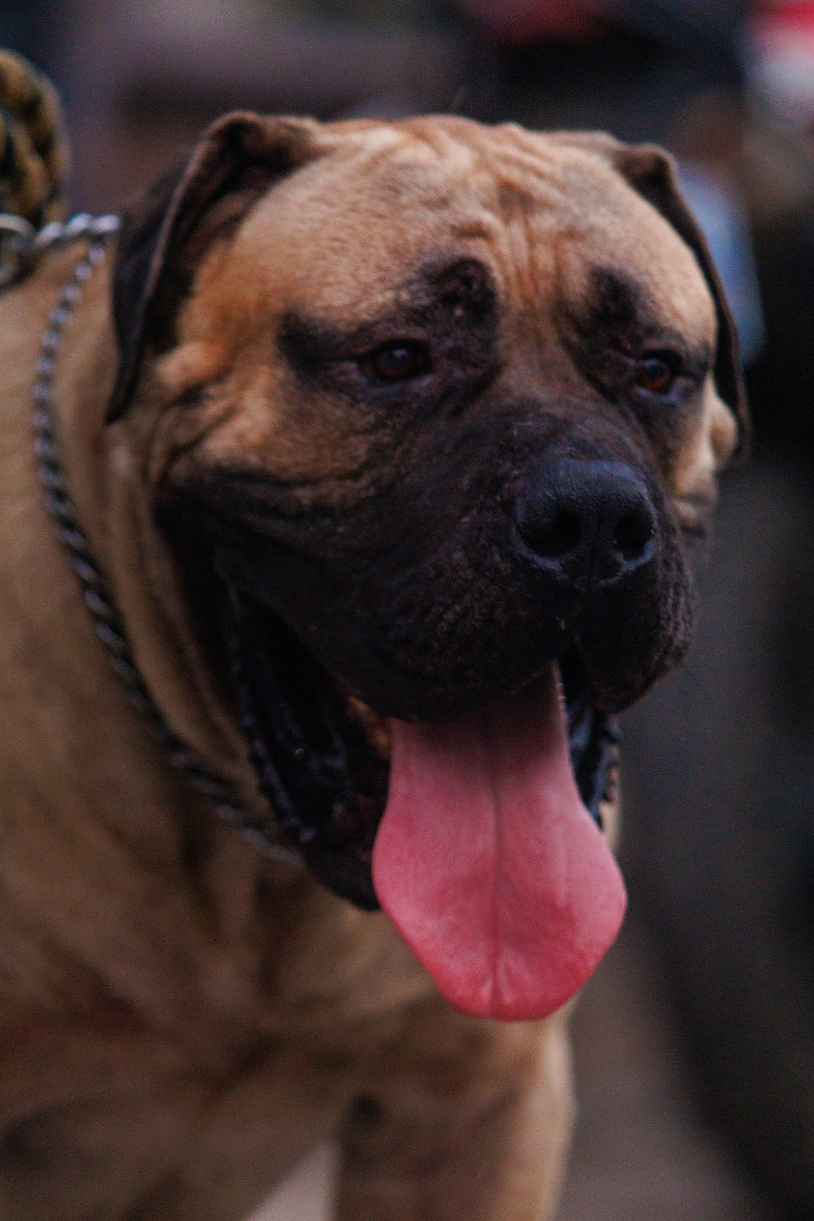 AAK Pet Shop gallery photo 15