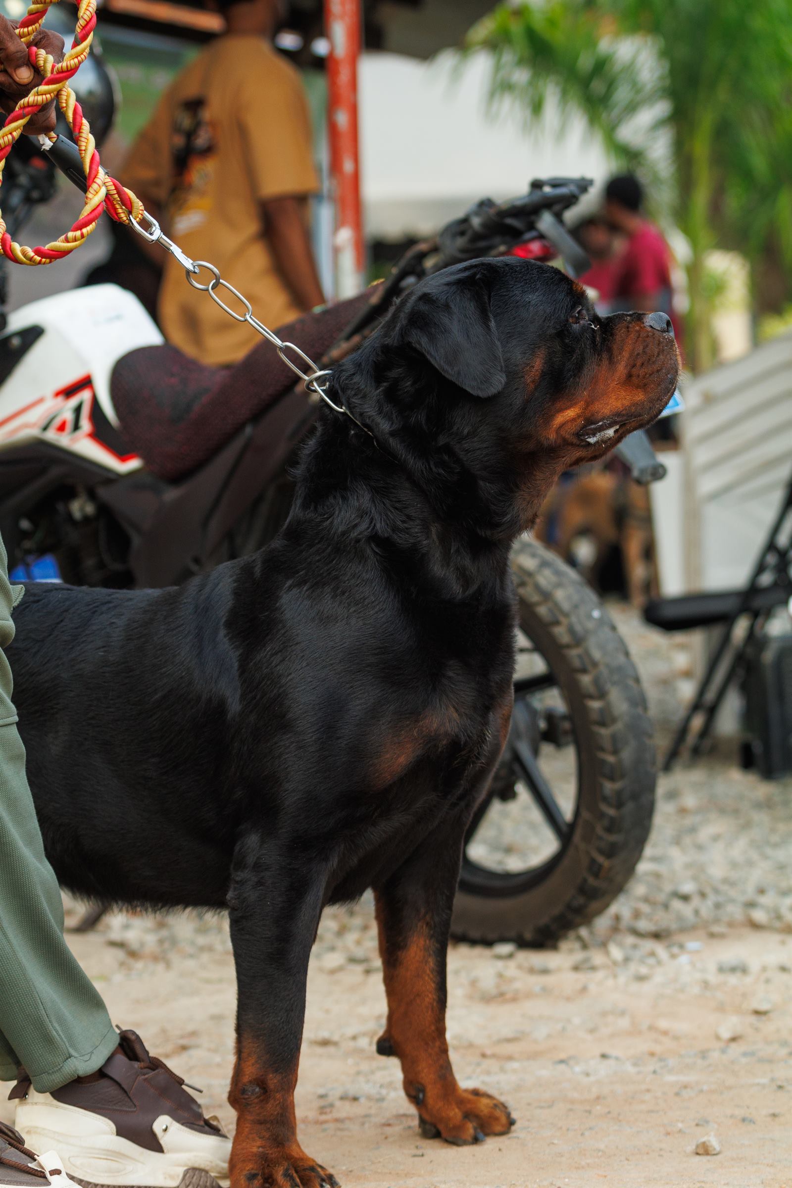 AAK Pet Shop gallery photo 25