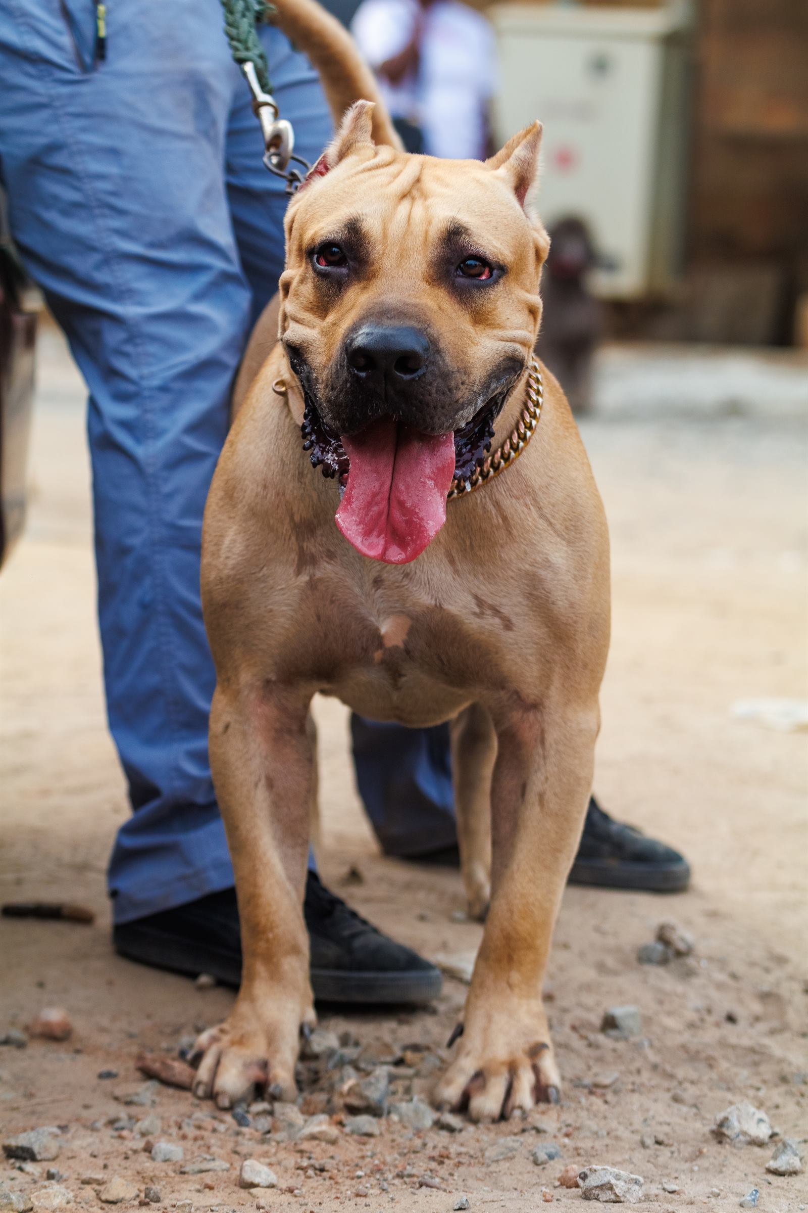 AAK Pet Shop gallery photo 38