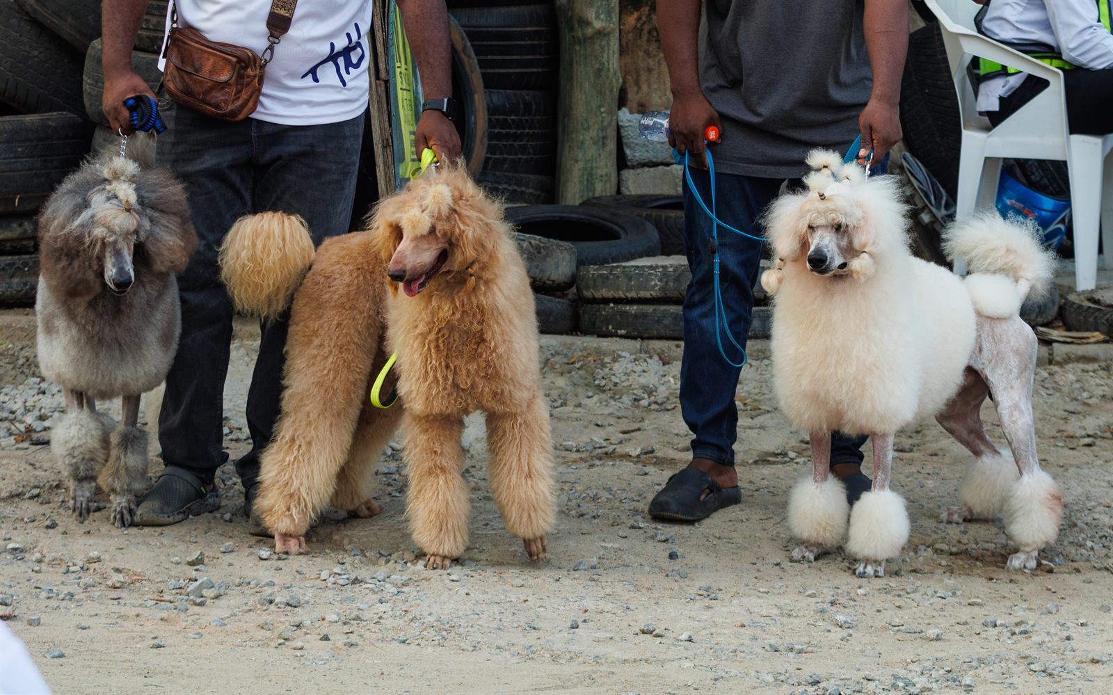 AAK Pet Shop gallery photo 42