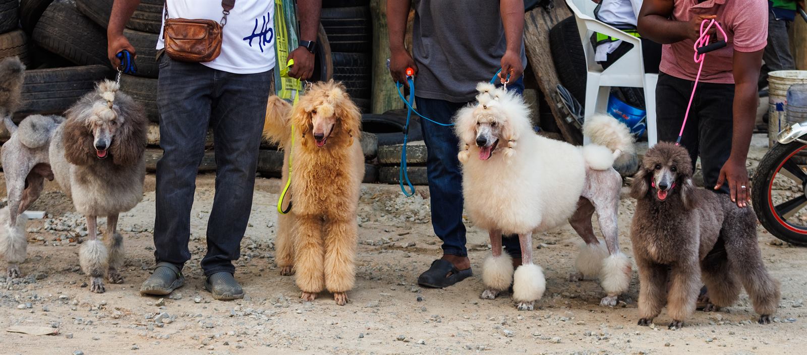 AAK Pet Shop gallery photo 43