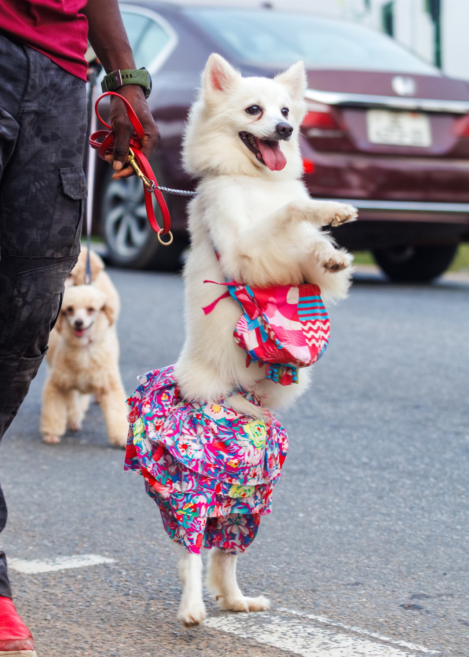 AAK Pet Shop gallery photo 47