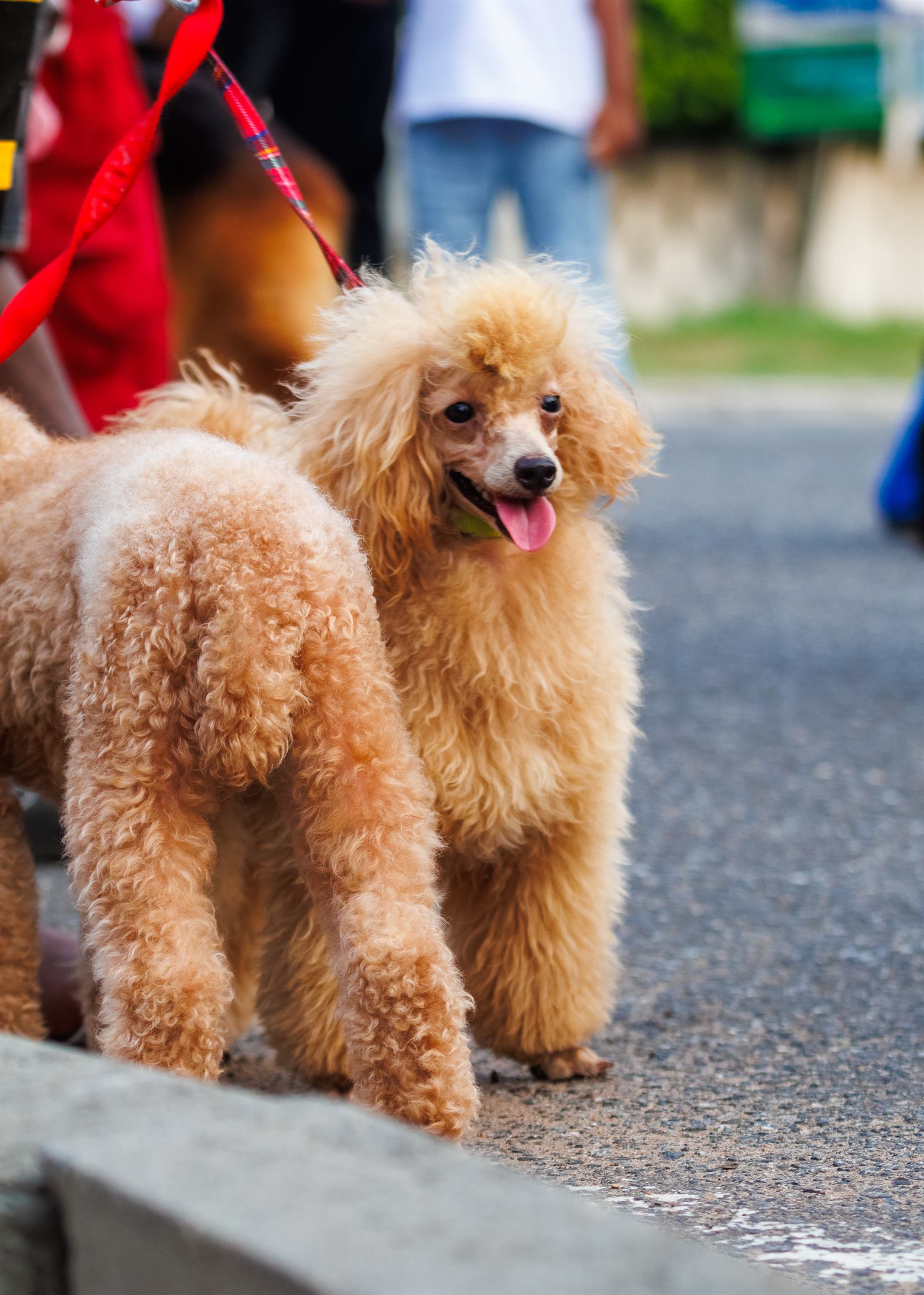 AAK Pet Shop gallery photo 63