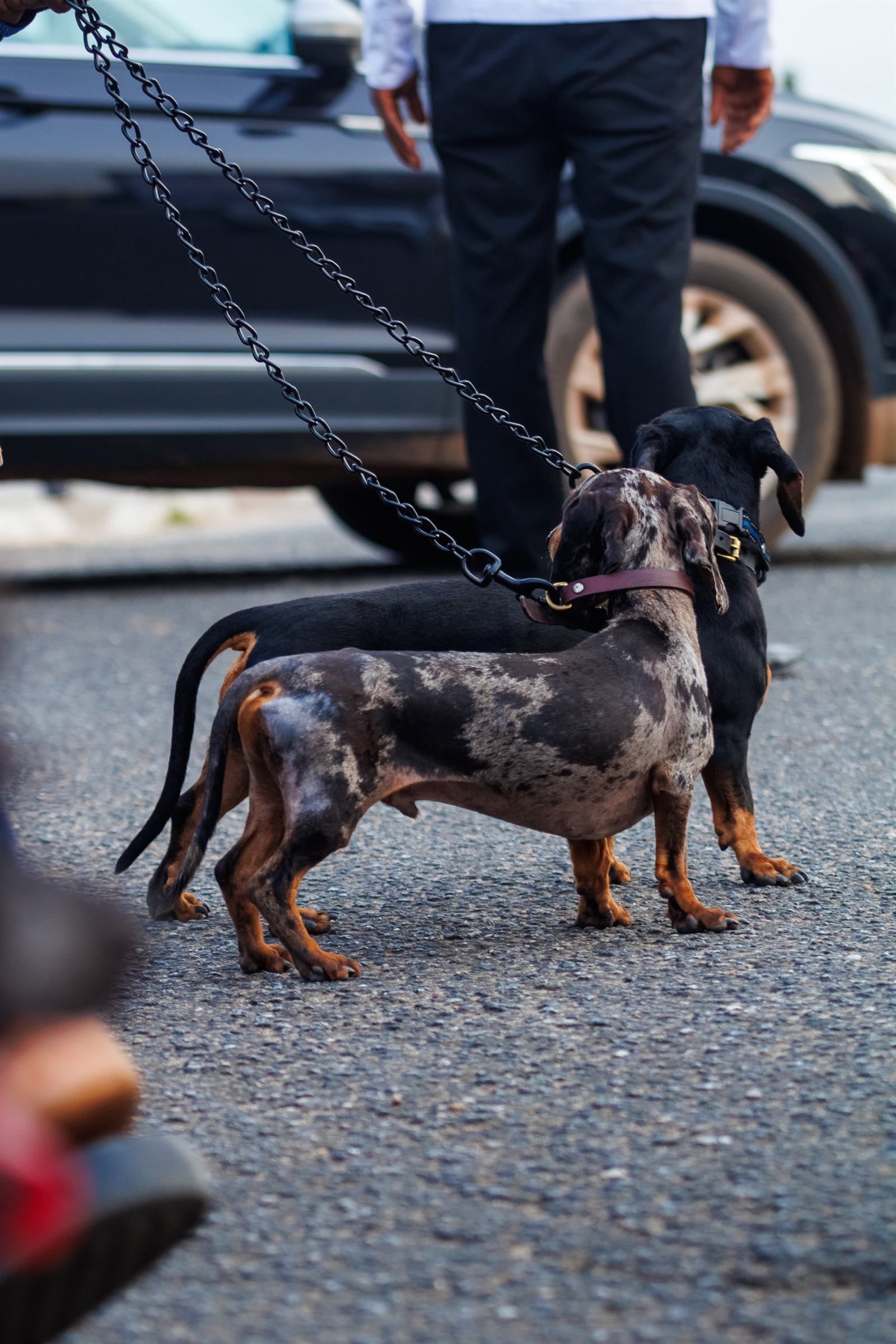AAK Pet Shop gallery photo 66