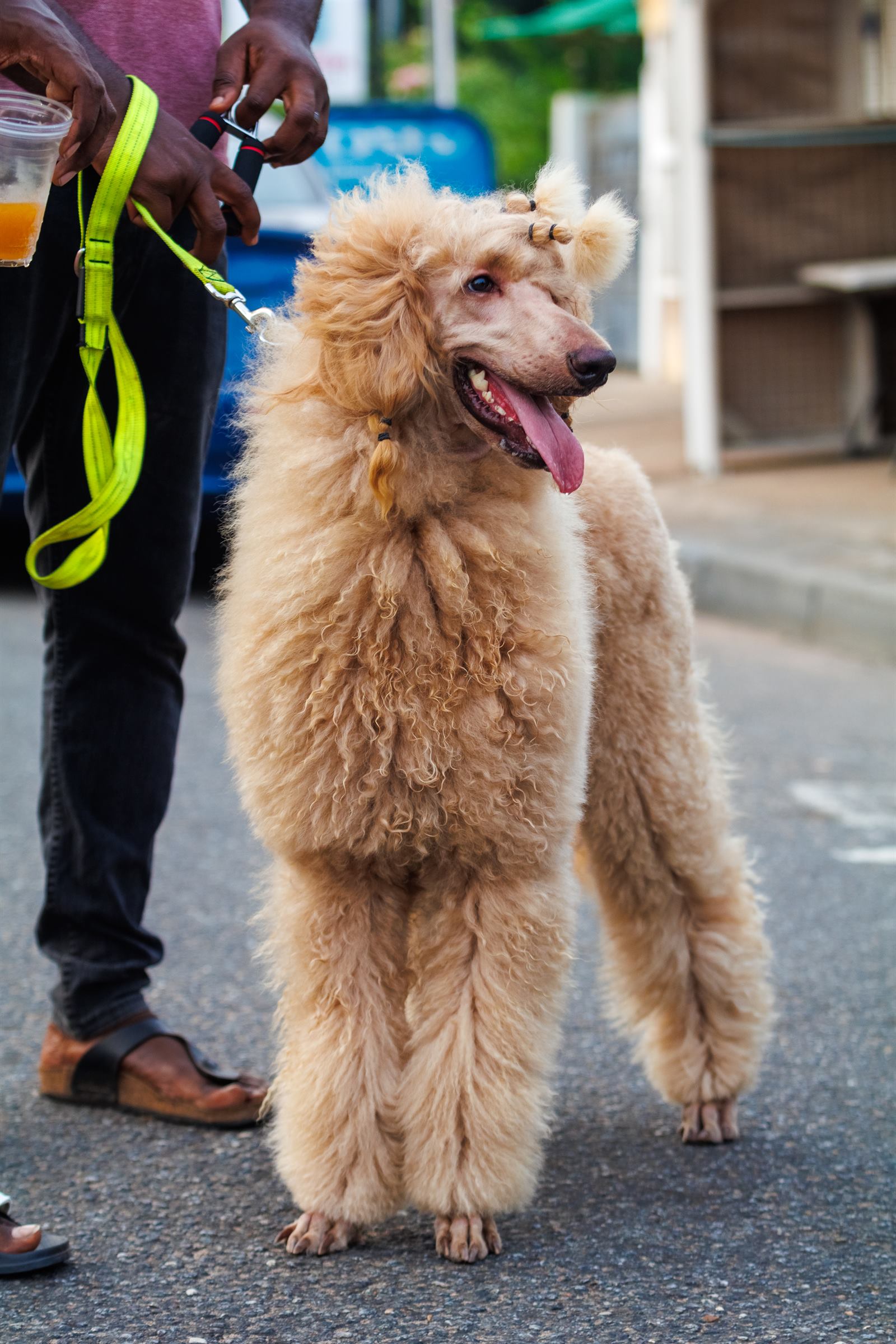 AAK Pet Shop gallery photo 73
