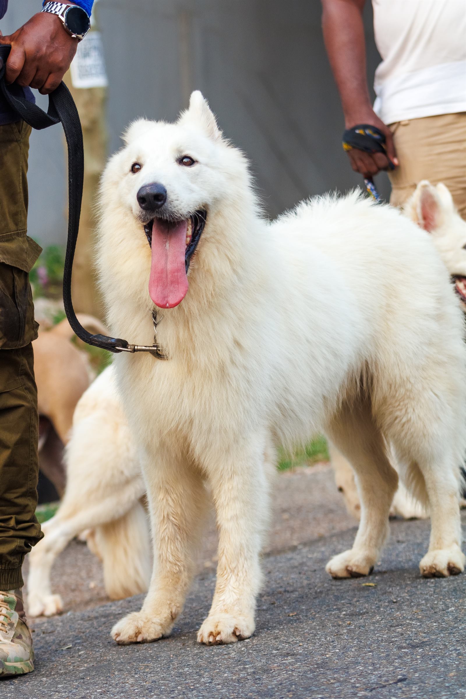 AAK Pet Shop gallery photo 78