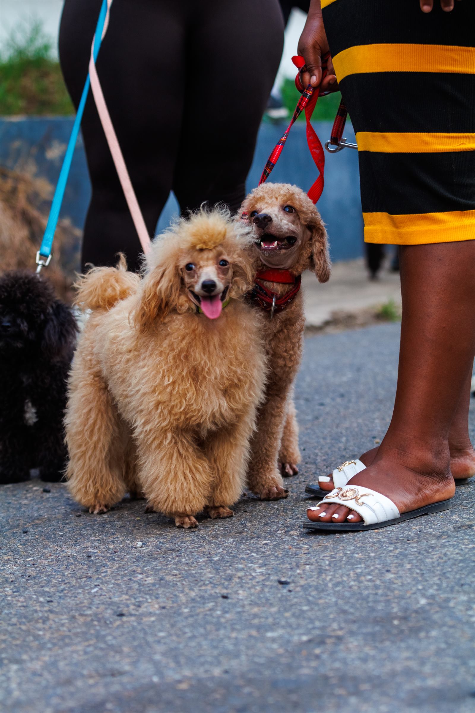 AAK Pet Shop gallery photo 81