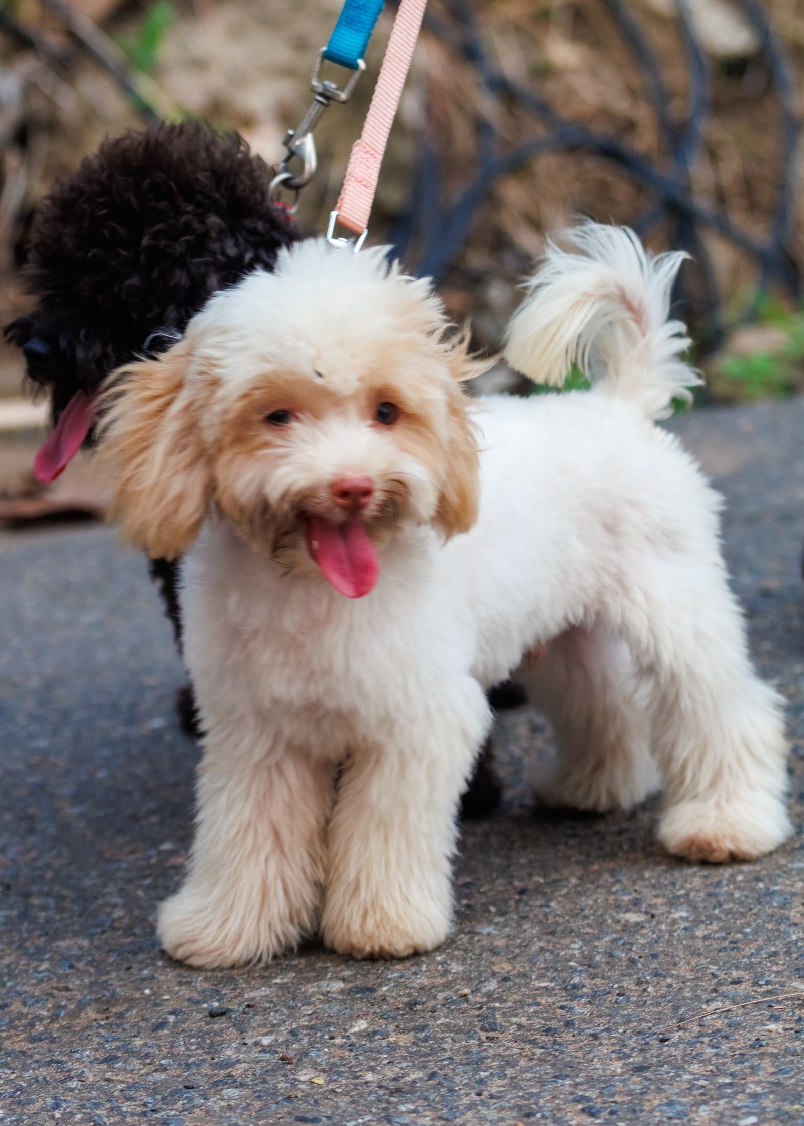 AAK Pet Shop gallery photo 82
