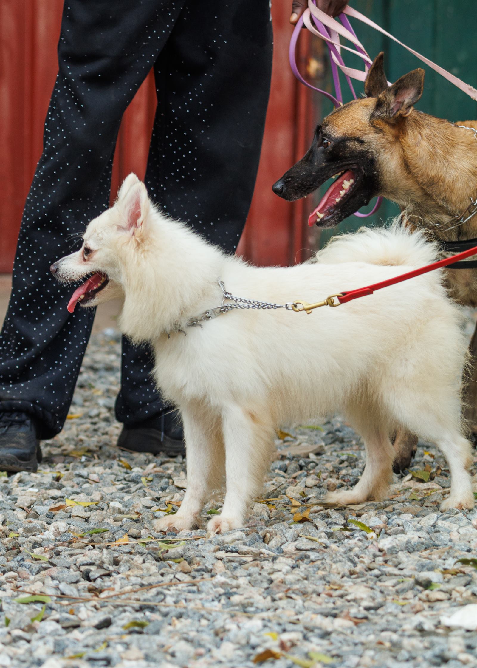 AAK Pet Shop gallery photo 87